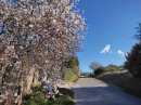 Tout en fleurs !